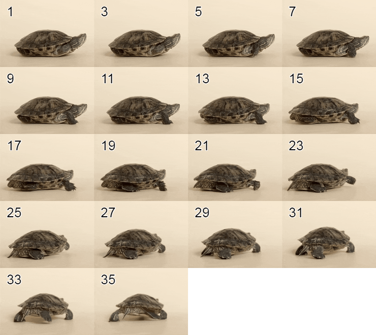 This example shows a turtle animation and its underlying image sequence. Since turtles are generally slow, we decided to generate a sequence of every second frame to save space. To do it, in the tool options, we list the odd-numbered indices from 1 to 35 and get 18 frames arranged into 4 columns. We also add the original frame numbers to the top-left corner of each image to avoid confusion. To reduce the output canvas size, we apply 50% scaling to the GIF, which makes each frame half its original size. (Source: Pexels.)