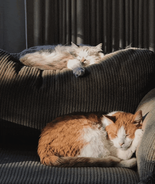 This example demonstrates the conversion of a single-frame static GIF into a JPG photo. Since this GIF contains only one frame (but two very sleepy cats), we simply select frame 1 in the tool settings. The resulting JPG photo is compressed, making it suitable for web use as it has a small file size. (Source: Pexels.)